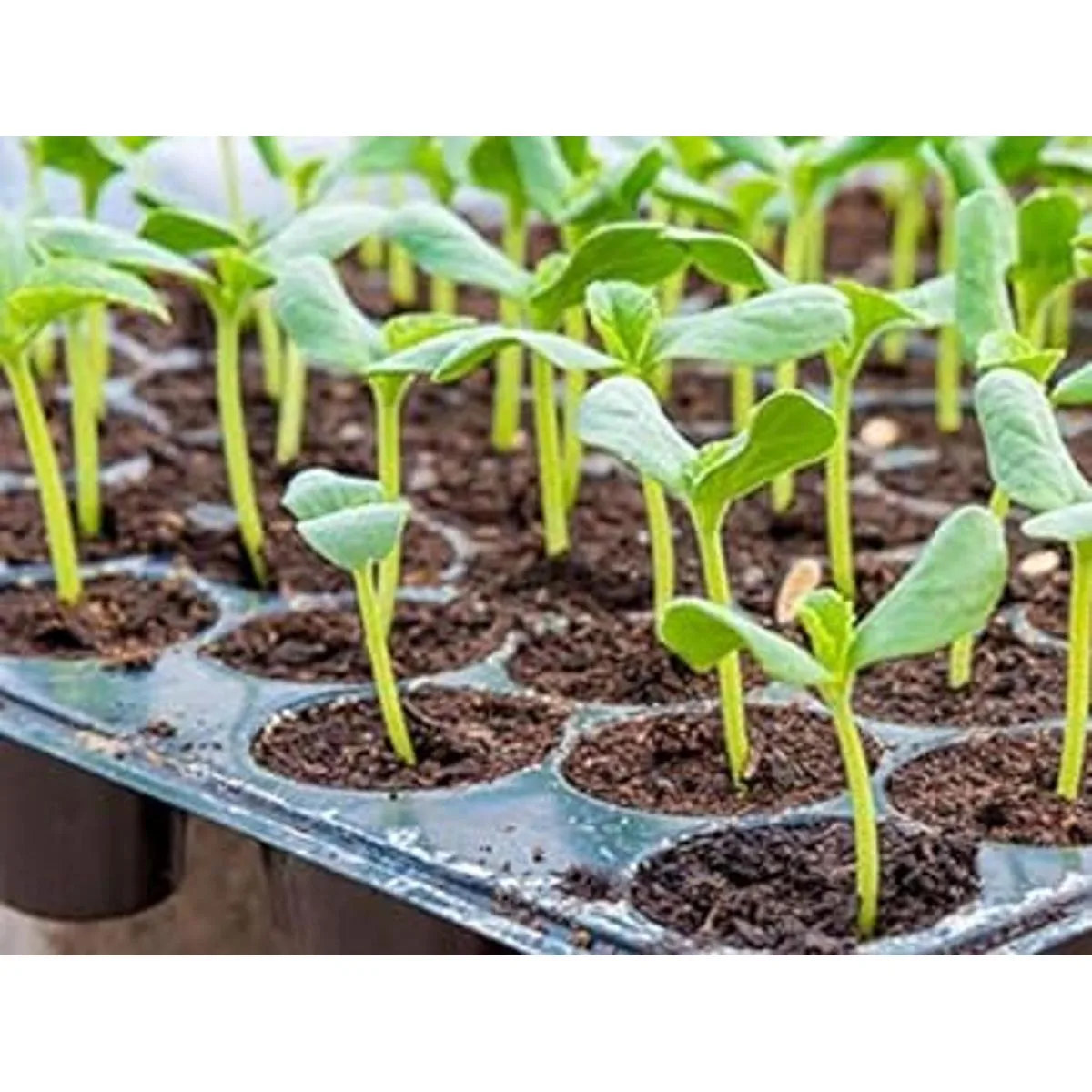 Jump Start Alfombrilla térmica para sembrados_3