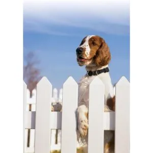 Collar de seguridad Keepsafe BreakAway de PetSafe Negro_3