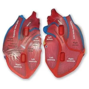 Learning Resources Modelo de corazón humano de sección_2