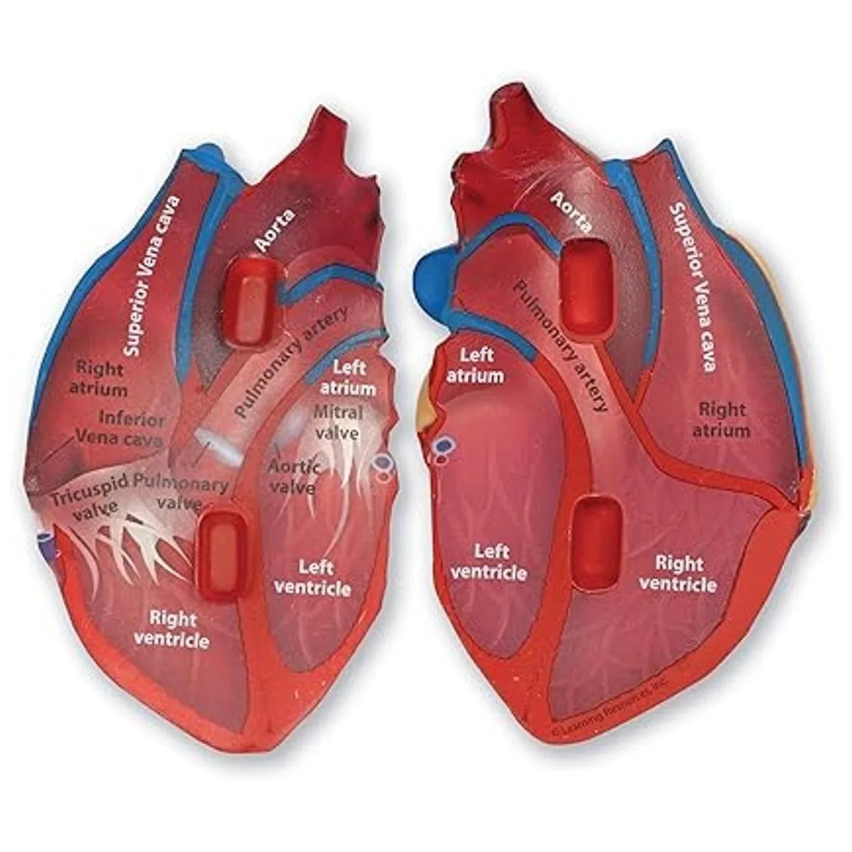 Learning Resources Modelo de corazón humano de sección_2