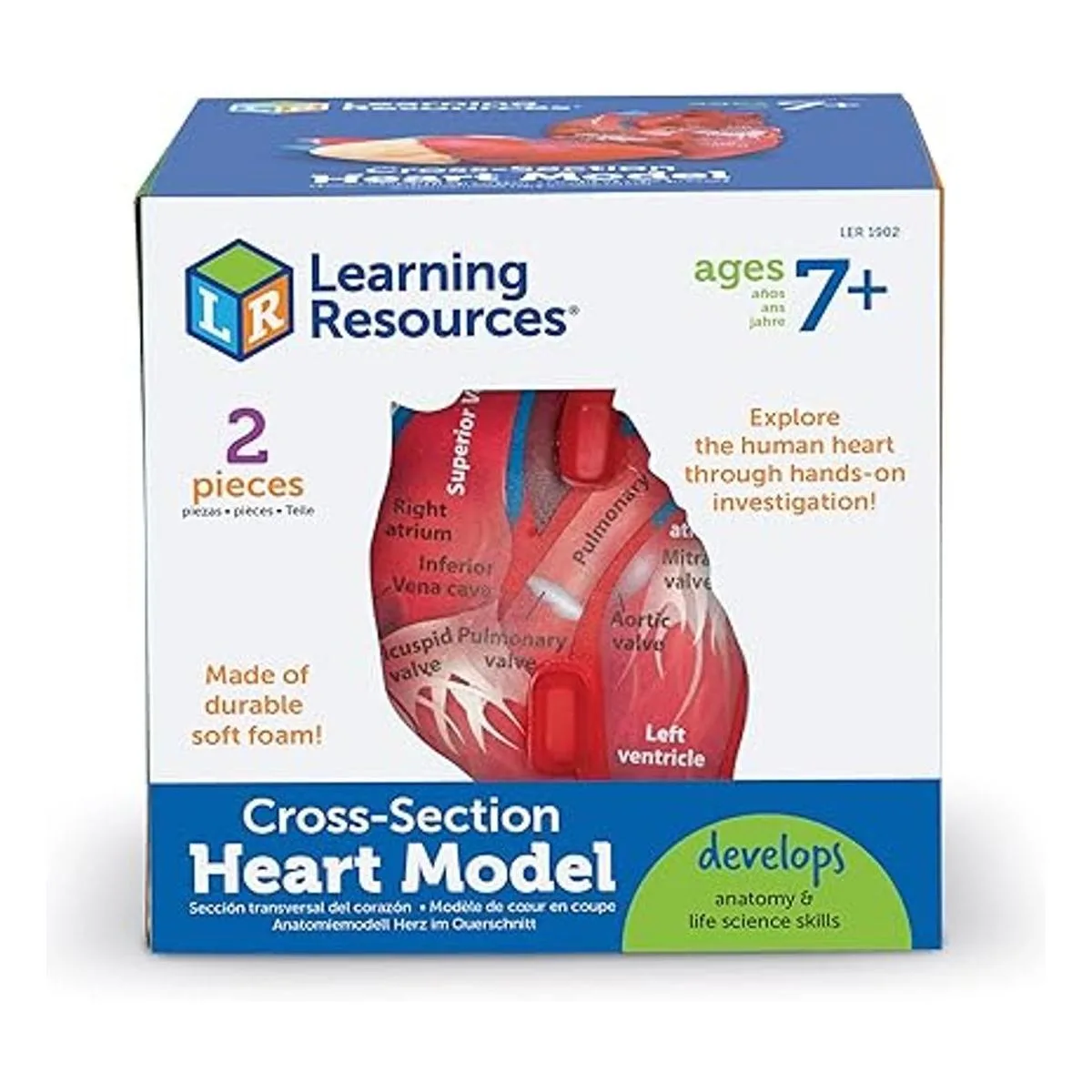 Learning Resources Modelo de corazón humano de sección_4