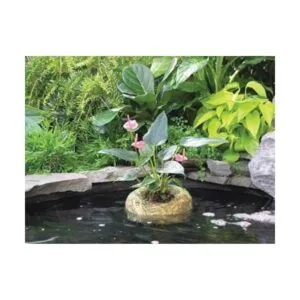 Summit 1139 Maceta de paja de cebada de agua_2