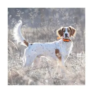 SportDOG Correa de cuello 1 pulgada negro_3