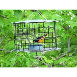 Erva Comedero Bluebird Incluye taza de gusano de