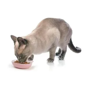 PetRageous Cuenco ovalado para gatos de gres de 5.5_6