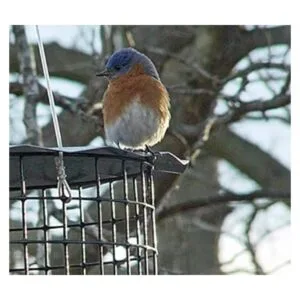 Erva Comedero Bluebird Incluye taza de gusano de