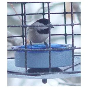 Erva Comedero Bluebird Incluye taza de gusano de