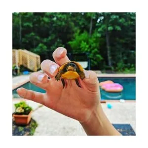 HYDROTOOLS DE SWIMLINE Rampa de escape original para_6