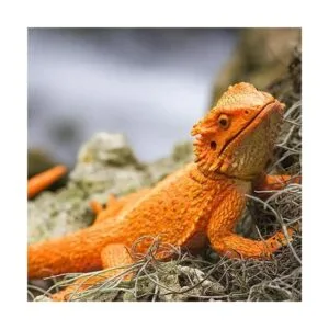 Safari Ltd Incredible Creatures Dragón barbudo_5