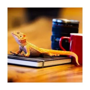 Safari Ltd Incredible Creatures Dragón barbudo_6