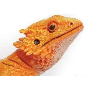 Safari Ltd Incredible Creatures Dragón barbudo_4