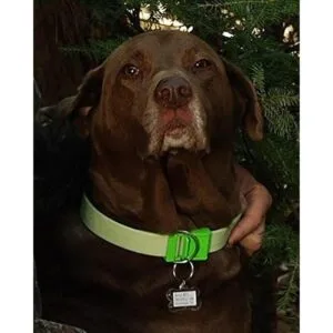 Davis Manufactruing FurEver Brite Collar de seguridad_4