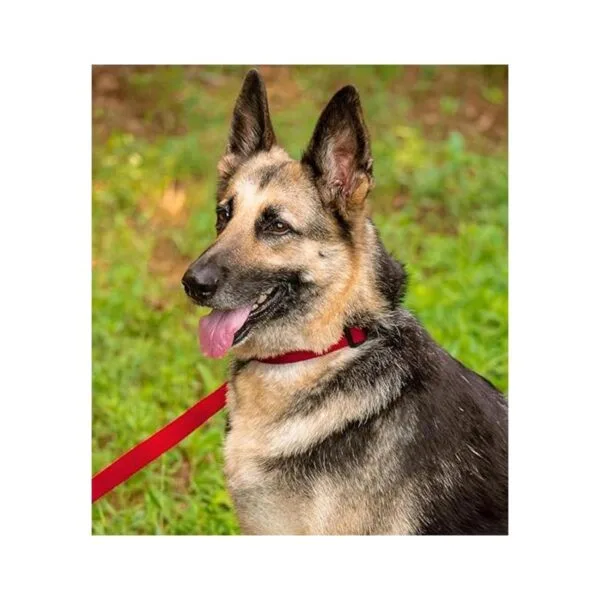 Country Brook Design Collar de nailon de lujo para perro