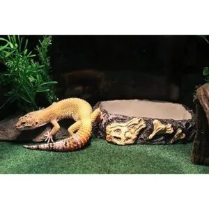 PennPLAX Reptology Reptile Fossil Rock FoodWater Dish_4