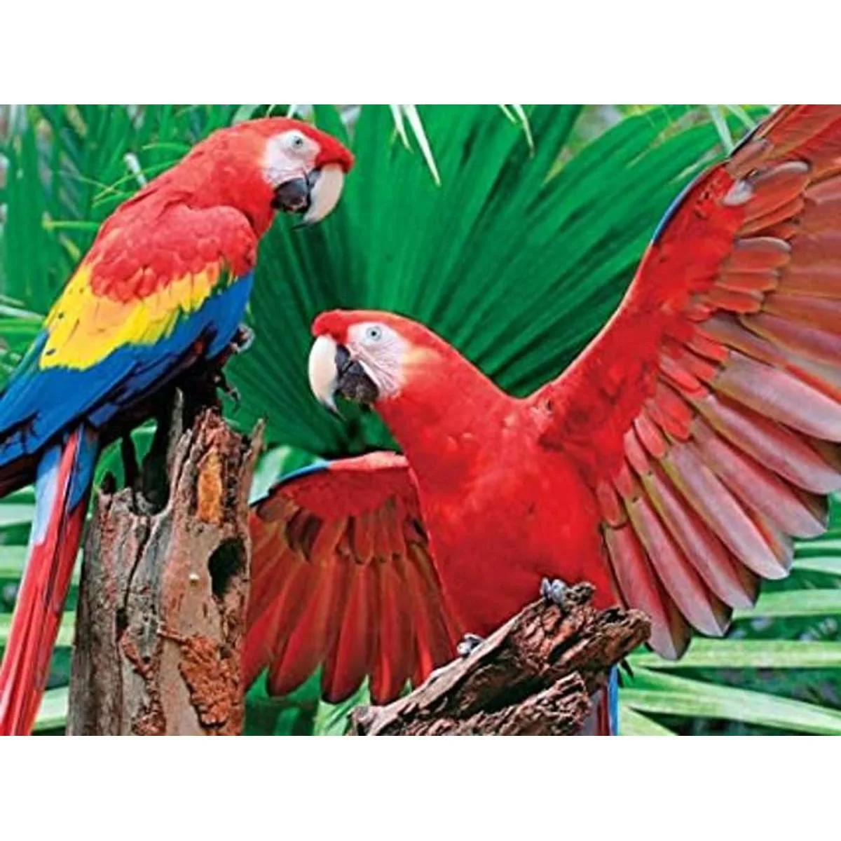 Rompecabezas Springbok Guacamayo escarlata 400 piezas_1