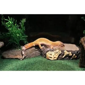 PennPLAX Reptology Reptile Fossil Rock FoodWater Dish_3