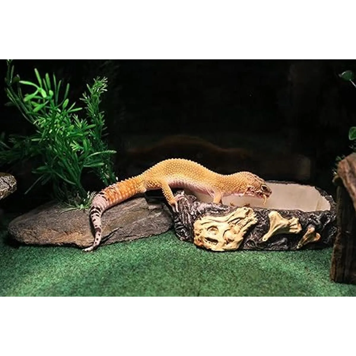 PennPLAX Reptology Reptile Fossil Rock FoodWater Dish_3