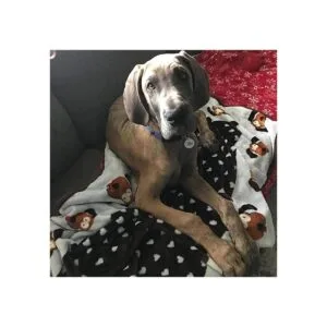 Manta para mascotas SmartPetLove Snuggle