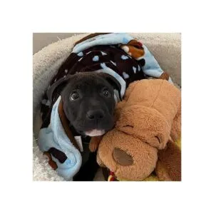 Manta para mascotas SmartPetLove Snuggle