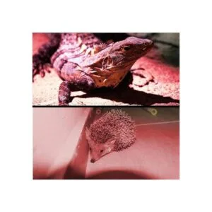 HQRP Linterna LED profesional portátil de 51 LED rojo_4