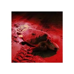 HQRP Linterna LED profesional portátil de 51 LED rojo_5