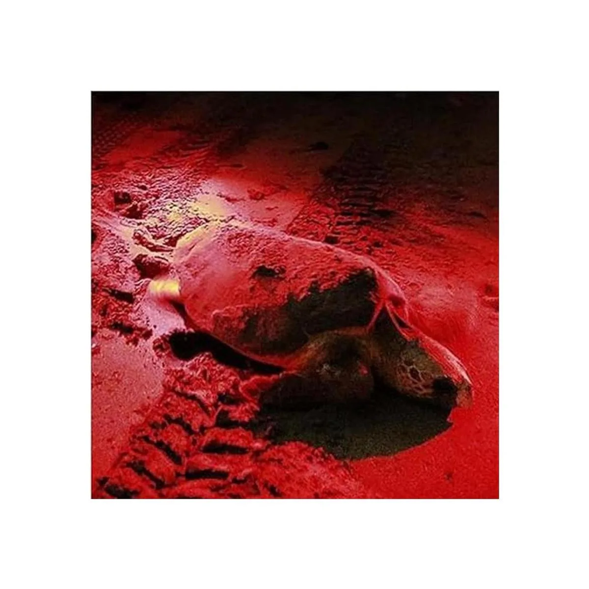 HQRP Linterna LED profesional portátil de 51 LED rojo_5