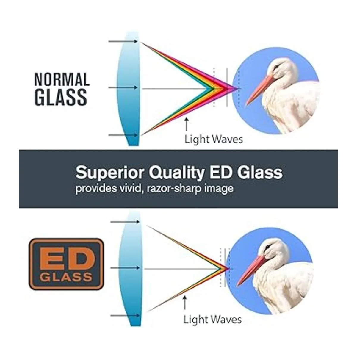 Celestron Nature DX ED Binoculares prémium de 8 x 42_2