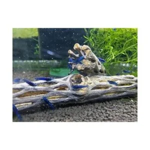 Madera de cholla natural para decoración de acuario_4