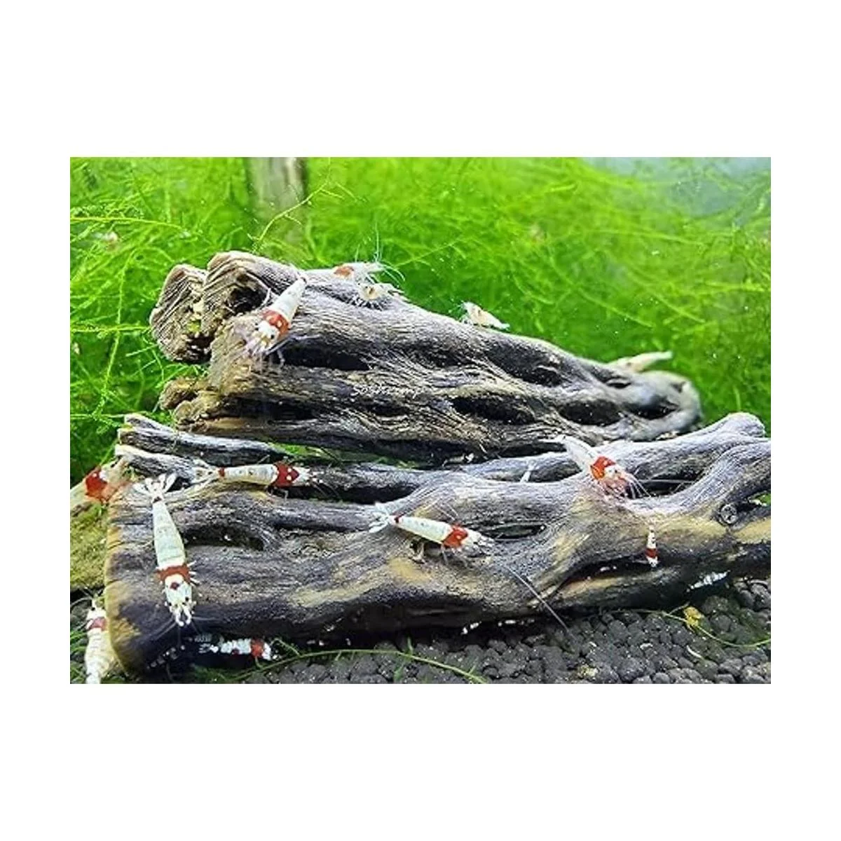 Madera de cholla natural para decoración de acuario_2