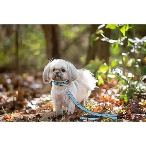 Pets First Carolina Panthers Leash_4