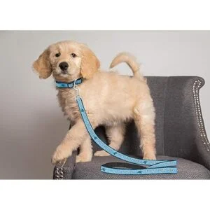 Pets First Carolina Panthers Leash_3