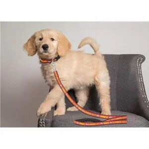 Pets First Kansas Correa para jefes de ciudad_3