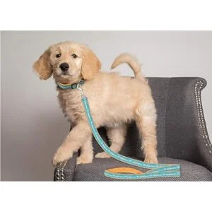 Pets First Miami Correa para delfines_3