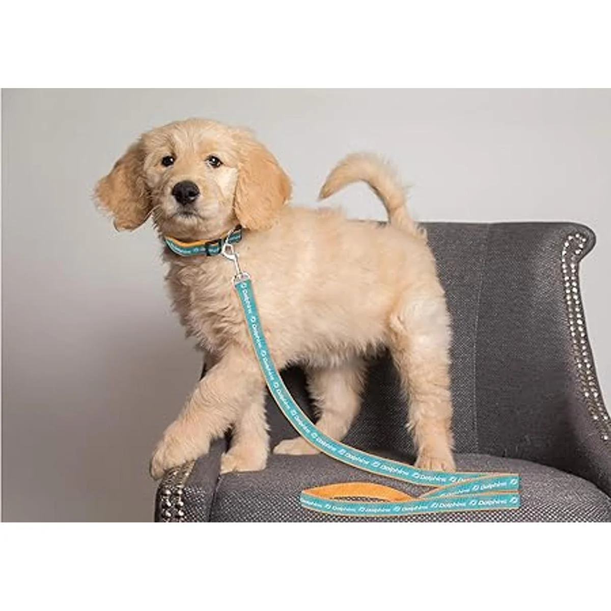 Pets First Miami Correa para delfines_3