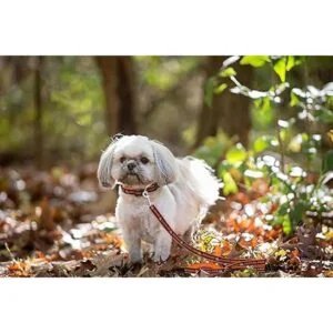 Pets First Cleveland Browns Leash_4