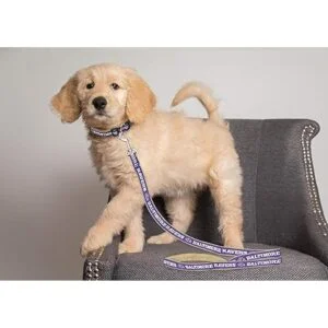 Pets First Collar para perro de la NFL 32 equipos NFL_3