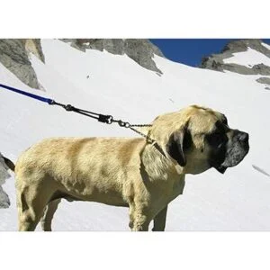 JerkEase Bungee Extensión de correa para perro_5