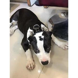 PET ARTIST Collares de perro de piel auténtica de lujo de