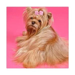 PET SHOW 20 lazos para el pelo de perros pequeños con