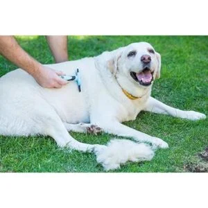 Chirpy mascotas perro y gato cepillo para polvo para cargas_5