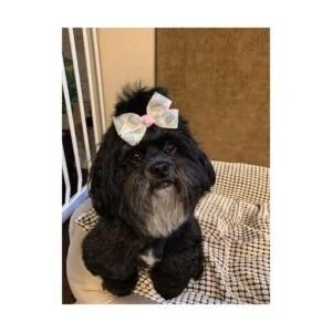 PET SHOW 1000pcs3000pcs Bulk Dog Rubber Bands for Hair