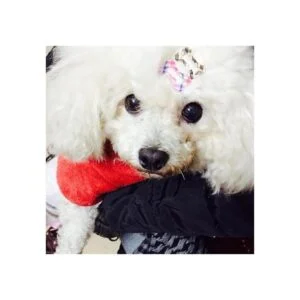 RIMOBUL Mini clip de pelo para mascotas de 1 pulgada_4