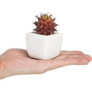 MyGift Surtido de plantas suculentas rojas artificiales_4