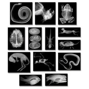 Animal XRays 13 Piezas_1