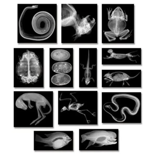 Animal XRays 13 Piezas_1