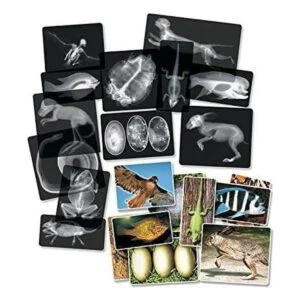 Animal XRays 13 Piezas_3