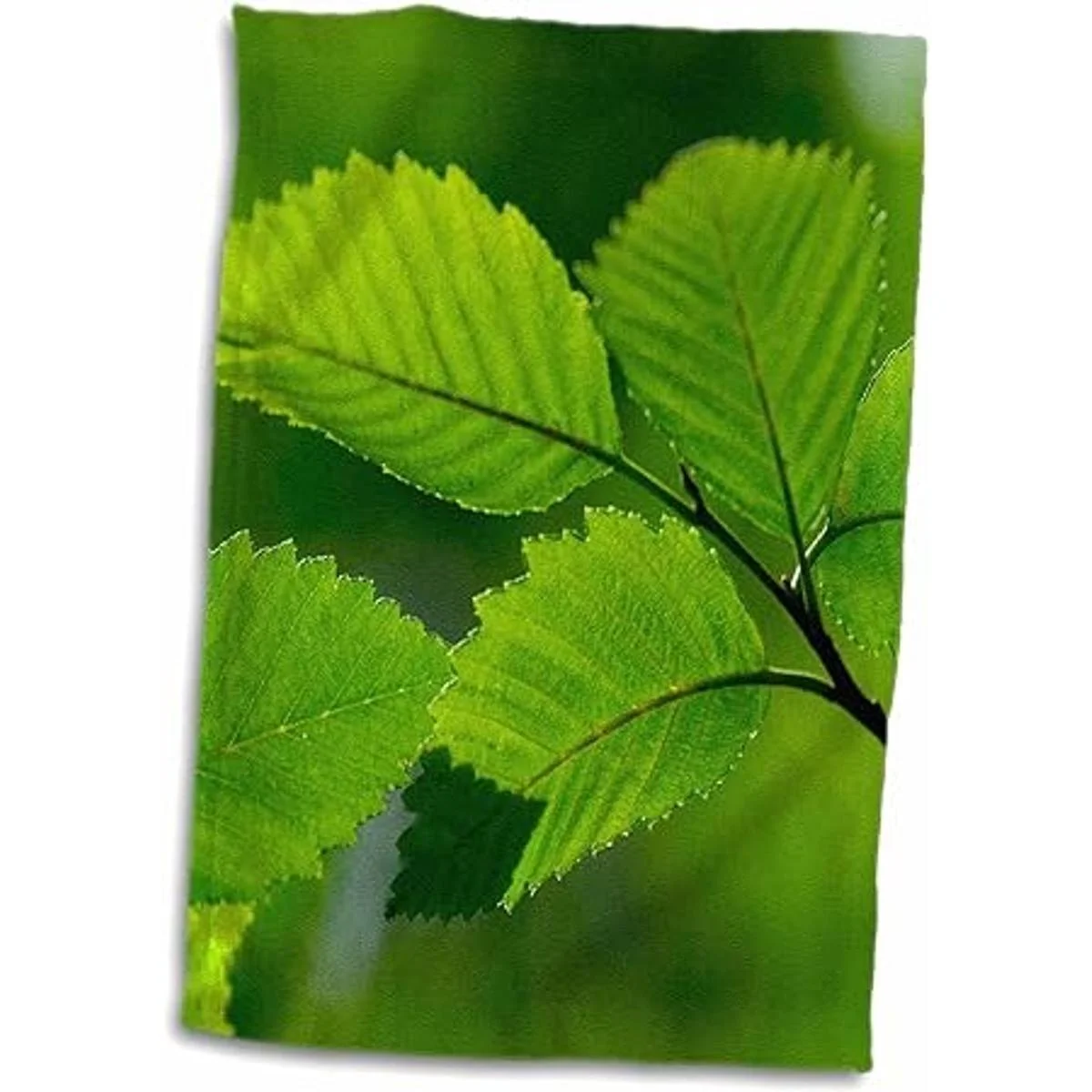 3d Rose primavera greenbellevue Botánico gardenwaus48_4