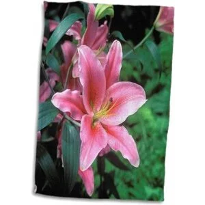 3dRose Danita Delimont Peter Bennett Lilies Nueva_2