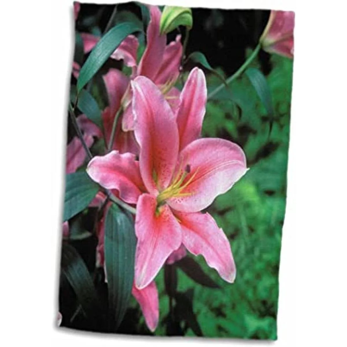 3dRose Danita Delimont Peter Bennett Lilies Nueva_1