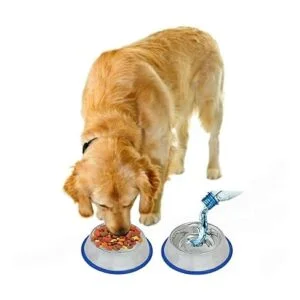 Juego de 2 tazones para perro de acero inoxidable grabados